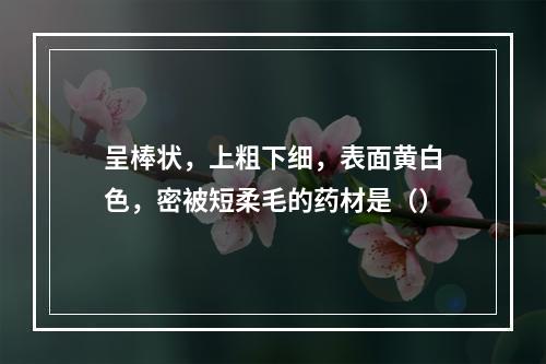 呈棒状，上粗下细，表面黄白色，密被短柔毛的药材是（）