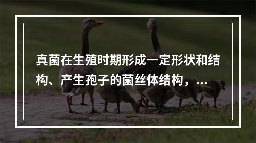 真菌在生殖时期形成一定形状和结构、产生孢子的菌丝体结构，称为