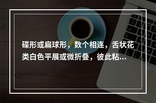 碟形或扁球形，数个相连，舌状花类白色平展或微折叠，彼此粘结，