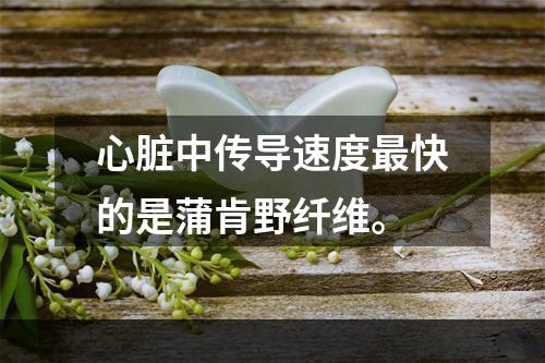 心脏中传导速度最快的是蒲肯野纤维。