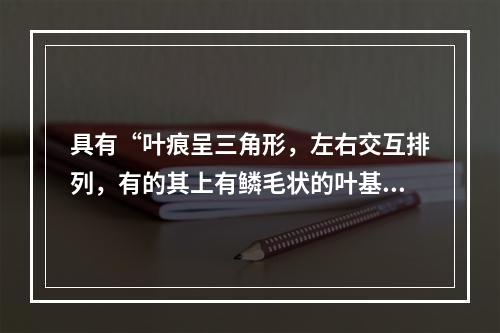 具有“叶痕呈三角形，左右交互排列，有的其上有鳞毛状的叶基残余