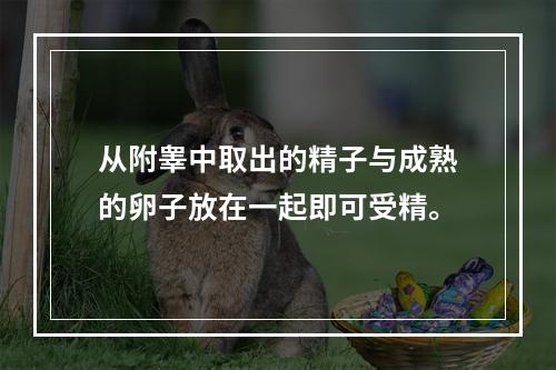 从附睾中取出的精子与成熟的卵子放在一起即可受精。