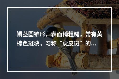 鳞茎圆锥形，表面稍粗糙，常有黄棕色斑块，习称“虎皮斑”的川贝