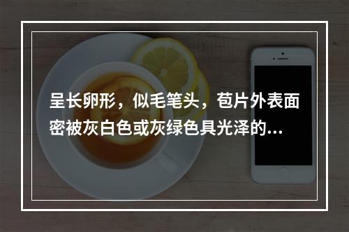 呈长卵形，似毛笔头，苞片外表面密被灰白色或灰绿色具光泽的长绒