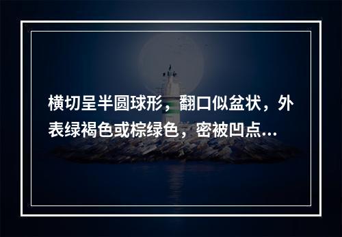 横切呈半圆球形，翻口似盆状，外表绿褐色或棕绿色，密被凹点状油