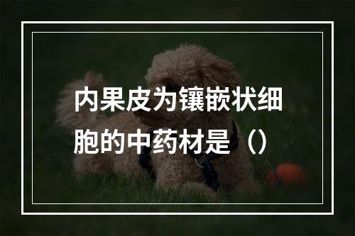 内果皮为镶嵌状细胞的中药材是（）