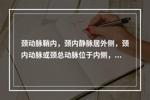 颈动脉鞘内，颈内静脉居外侧，颈内动脉或颈总动脉位于内侧，迷走