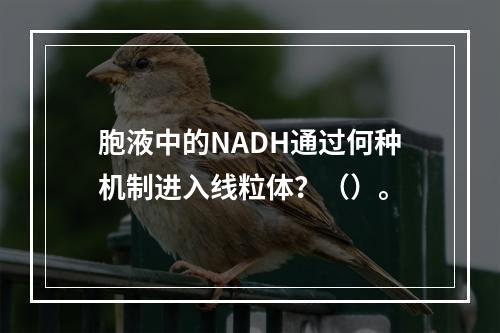 胞液中的NADH通过何种机制进入线粒体？（）。