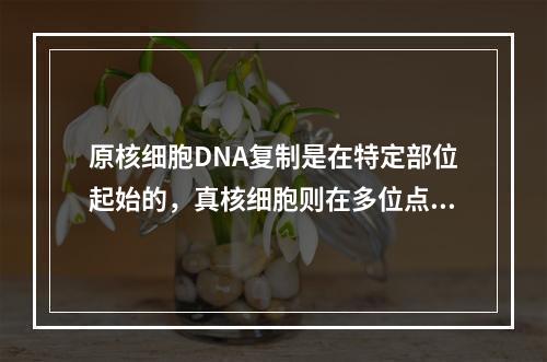 原核细胞DNA复制是在特定部位起始的，真核细胞则在多位点同时