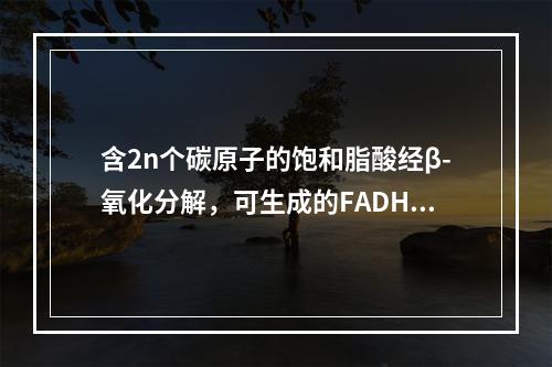 含2n个碳原子的饱和脂酸经β-氧化分解，可生成的FADH2数