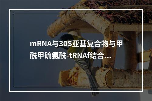 mRNA与30S亚基复合物与甲酰甲硫氨酰-tRNAf结合过程