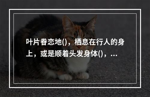 叶片眷恋地()，栖息在行人的身上，或是顺着头发身体()，无所