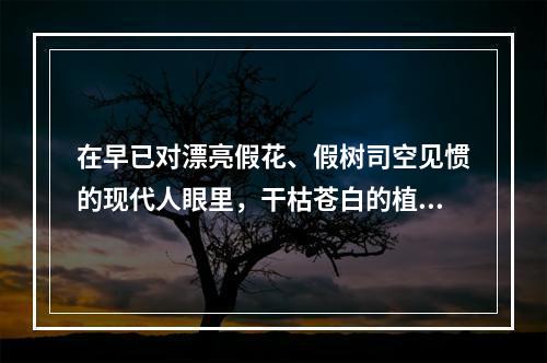 在早已对漂亮假花、假树司空见惯的现代人眼里，干枯苍白的植物标