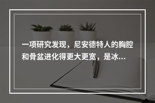 一项研究发现，尼安德特人的胸腔和骨盆进化得更大更宽，是冰川时