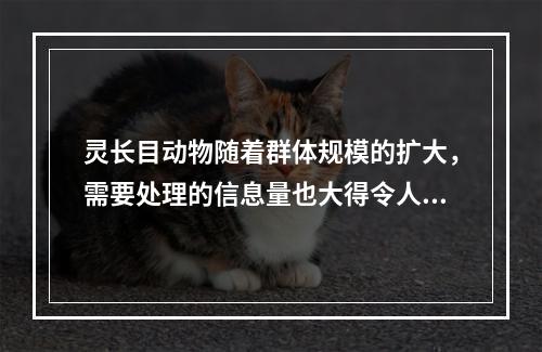 灵长目动物随着群体规模的扩大，需要处理的信息量也大得令人头疼