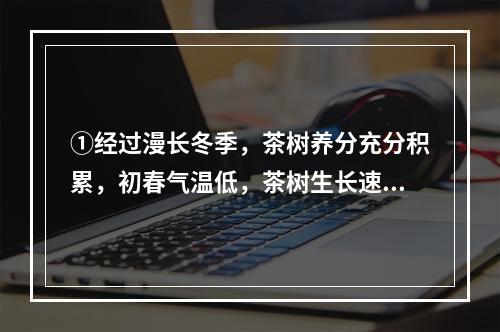 ①经过漫长冬季，茶树养分充分积累，初春气温低，茶树生长速度缓