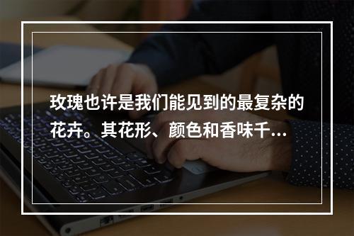 玫瑰也许是我们能见到的最复杂的花卉。其花形、颜色和香味千变万