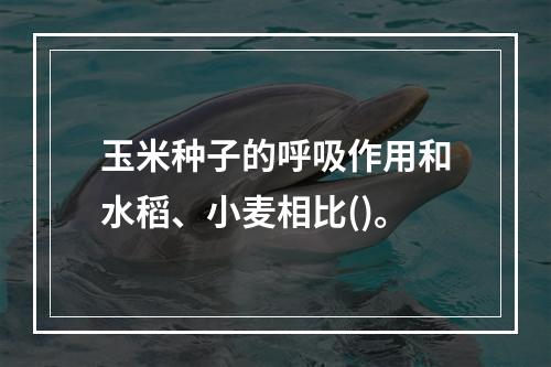 玉米种子的呼吸作用和水稻、小麦相比()。