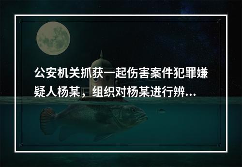 公安机关抓获一起伤害案件犯罪嫌疑人杨某，组织对杨某进行辨认。