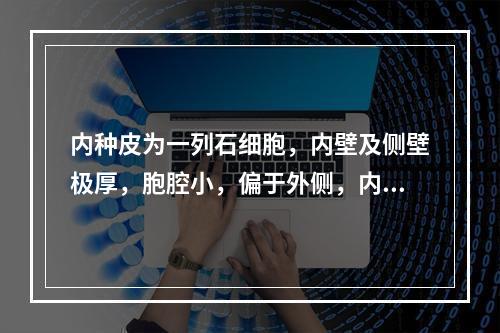 内种皮为一列石细胞，内壁及侧壁极厚，胞腔小，偏于外侧，内含硅