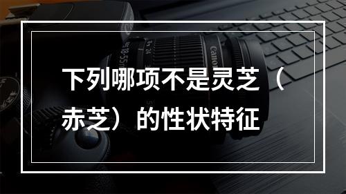 下列哪项不是灵芝（赤芝）的性状特征