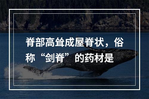 脊部高耸成屋脊状，俗称“剑脊”的药材是