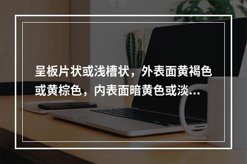 呈板片状或浅槽状，外表面黄褐色或黄棕色，内表面暗黄色或淡棕黄