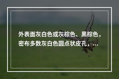 外表面灰白色或灰棕色、黑棕色，密布多数灰白色圆点状皮孔，内表