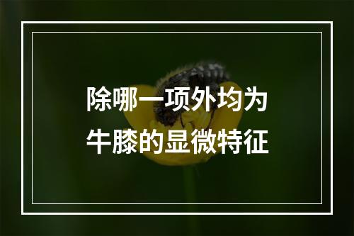 除哪一项外均为牛膝的显微特征