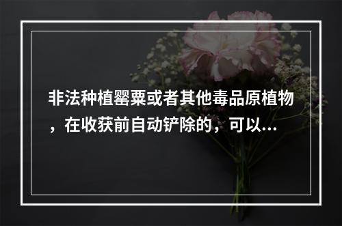 非法种植罂粟或者其他毒品原植物，在收获前自动铲除的，可以()