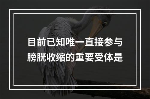 目前已知唯一直接参与膀胱收缩的重要受体是