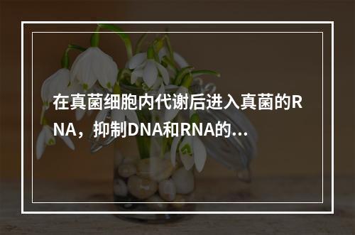 在真菌细胞内代谢后进入真菌的RNA，抑制DNA和RNA的合成