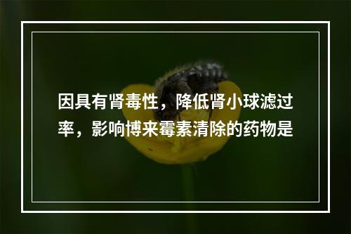 因具有肾毒性，降低肾小球滤过率，影响博来霉素清除的药物是