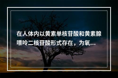 在人体内以黄素单核苷酸和黄素腺嘌呤二核苷酸形式存在，为氧化还