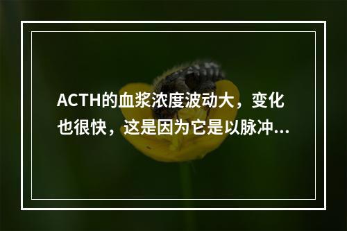 ACTH的血浆浓度波动大，变化也很快，这是因为它是以脉冲方式