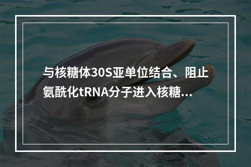 与核糖体30S亚单位结合、阻止氨酰化tRNA分子进入核糖体A