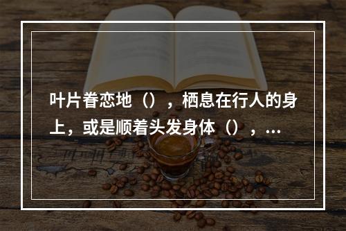 叶片眷恋地（），栖息在行人的身上，或是顺着头发身体（），无所