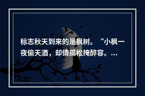 标志秋天到来的是枫树。“小枫一夜偷天酒，却倩孤松掩醉容。”这