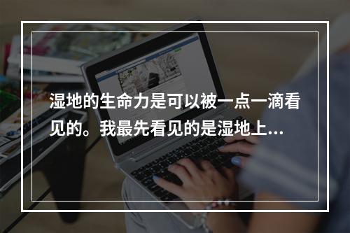 湿地的生命力是可以被一点一滴看见的。我最先看见的是湿地上的青