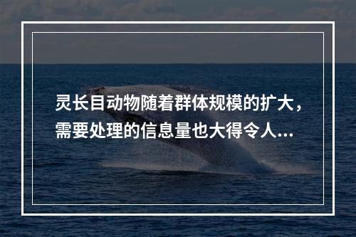 灵长目动物随着群体规模的扩大，需要处理的信息量也大得令人头疼