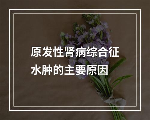 原发性肾病综合征水肿的主要原因