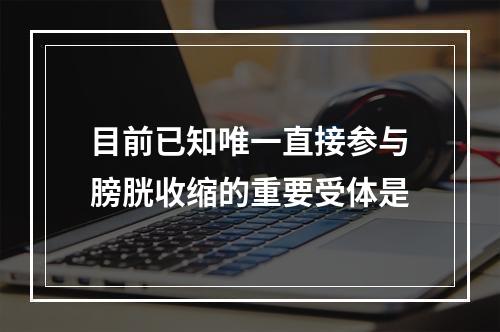 目前已知唯一直接参与膀胱收缩的重要受体是