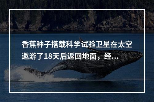 香蕉种子搭载科学试验卫星在太空遨游了18天后返回地面，经过精