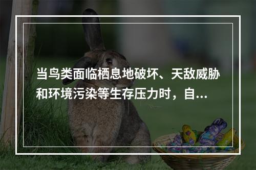 当鸟类面临栖息地破坏、天敌威胁和环境污染等生存压力时，自身