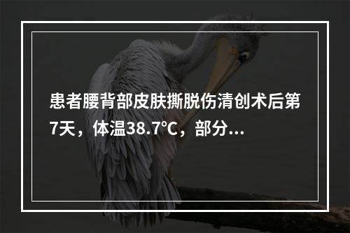 患者腰背部皮肤撕脱伤清创术后第7天，体温38.7℃，部分创面