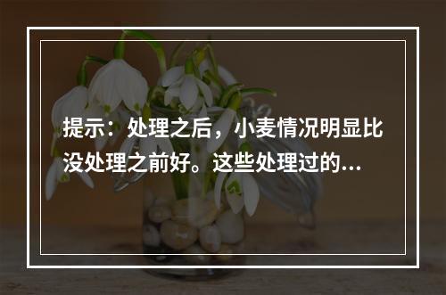 提示：处理之后，小麦情况明显比没处理之前好。这些处理过的小麦