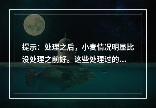 提示：处理之后，小麦情况明显比没处理之前好。这些处理过的小麦