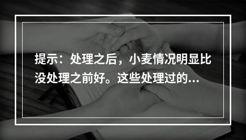 提示：处理之后，小麦情况明显比没处理之前好。这些处理过的小麦