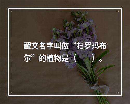 藏文名字叫做“扫罗玛布尔”的植物是（　　）。