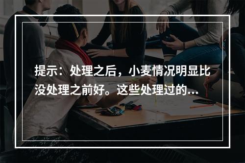 提示：处理之后，小麦情况明显比没处理之前好。这些处理过的小麦